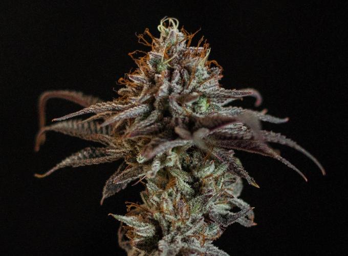 Jelly Donutz. Week 13