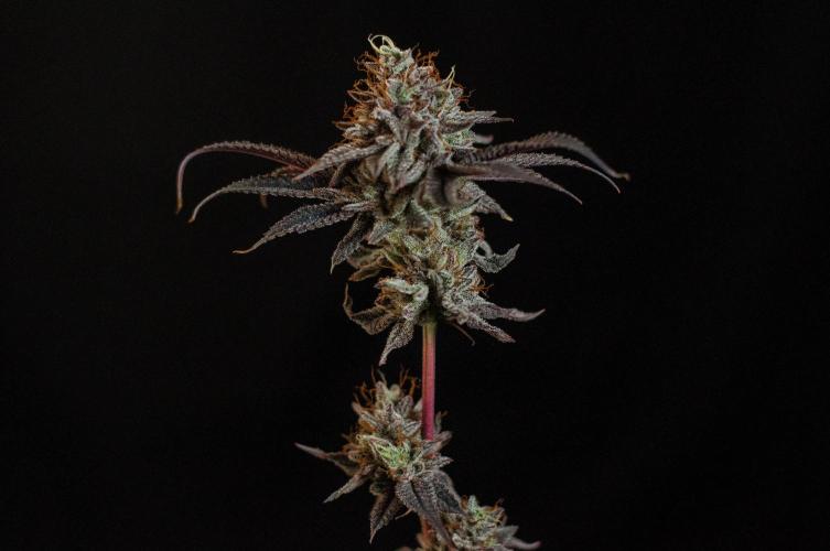 Jelly Donutz. Week 13