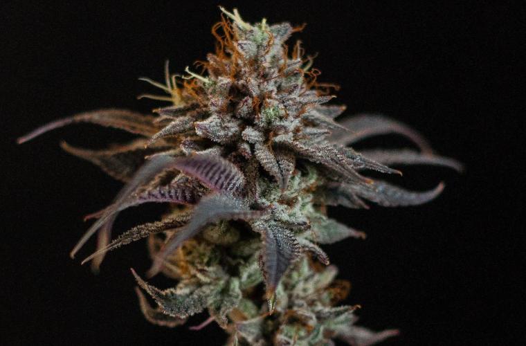 Jelly Donutz. Week 13
