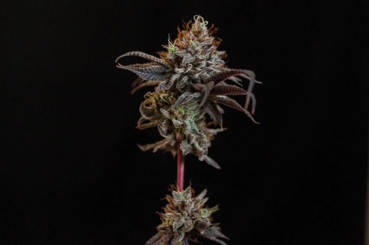 Jelly Donutz. Week 13