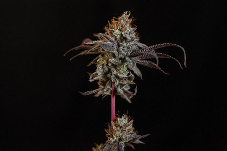 Jelly Donutz. Week 13
