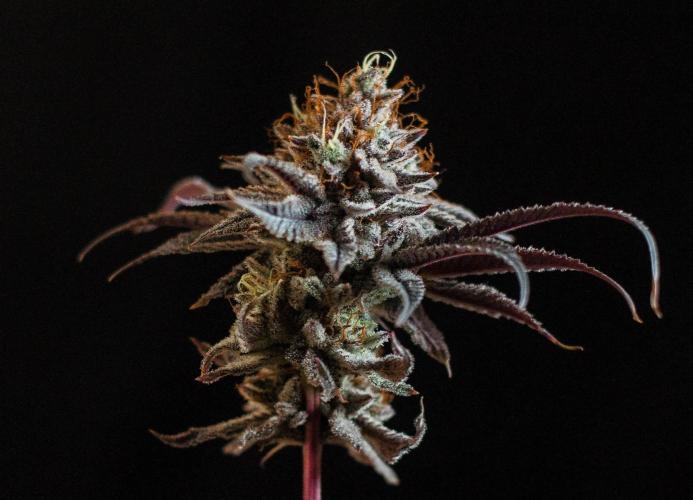 Jelly Donutz. Week 13
