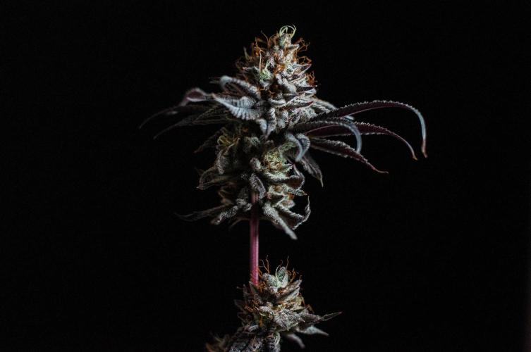 Jelly Donutz. Week 13