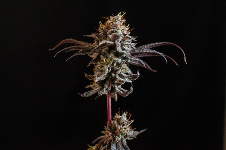 Jelly Donutz. Week 13