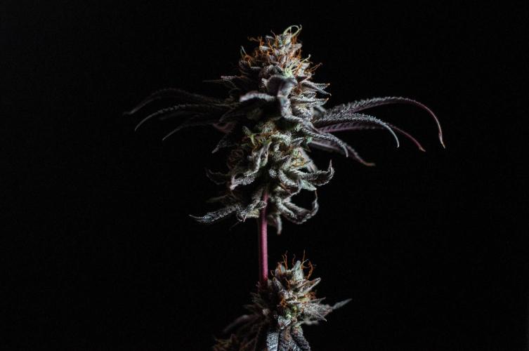 Jelly Donutz. Week 13
