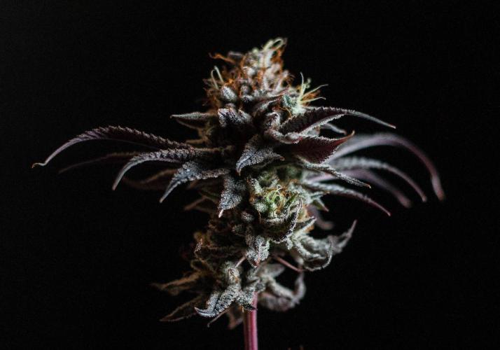 Jelly Donutz. Week 13