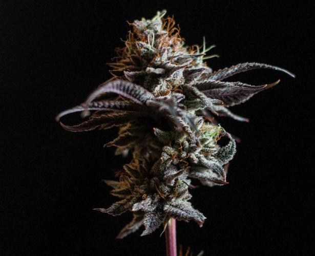 Jelly Donutz. Week 13