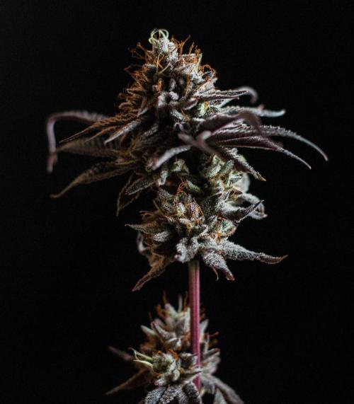Jelly Donutz. Week 13
