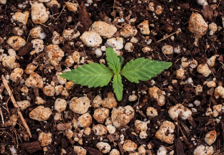 Pineapple Sunrise Auto by Ganjafarmer. Week 1 - 7