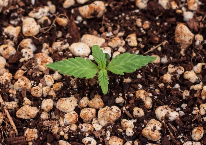 Pineapple Sunrise Auto by Ganjafarmer. Week 1 - 7
