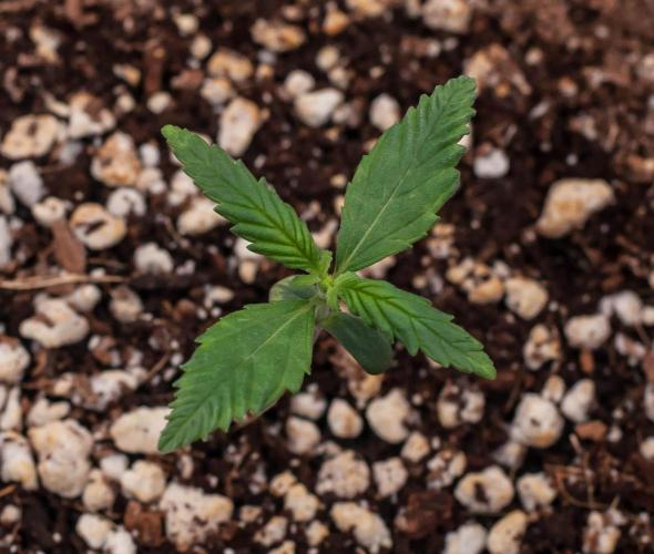 😈 Dark Devil Auto (Sweet Seeds). Week 1