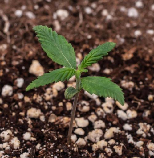 😈 Dark Devil Auto (Sweet Seeds). Week 1