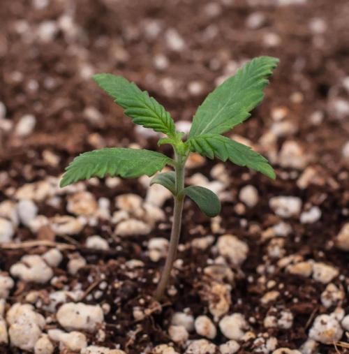 😈 Dark Devil Auto (Sweet Seeds). Week 1