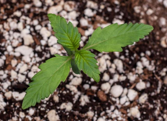 🥊 Banana Purple Punch Auto (Fastbuds). Week 1