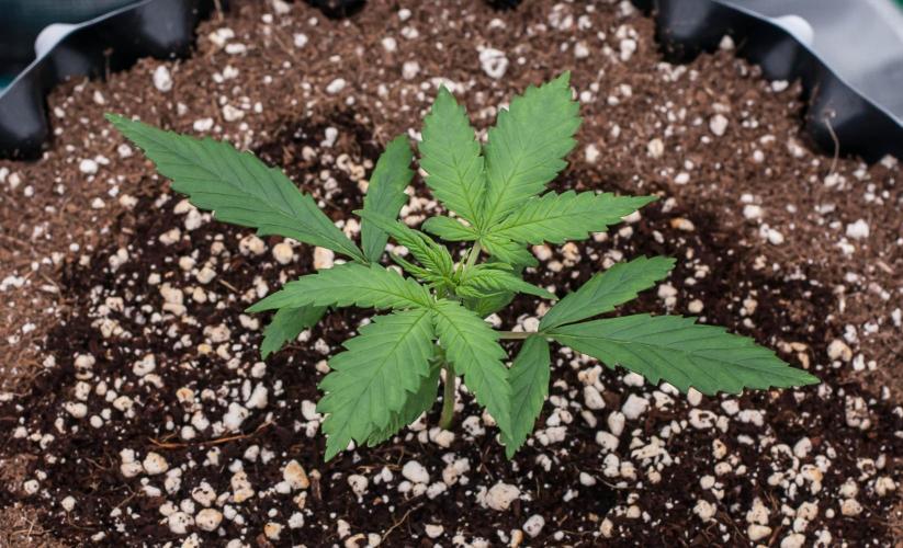 😈 Dark Devil Auto (Sweet Seeds). Week 2