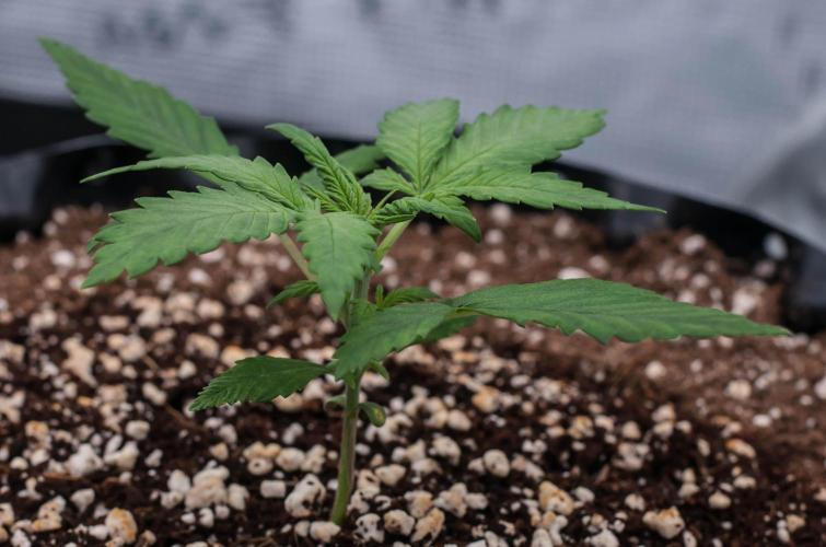 😈 Dark Devil Auto (Sweet Seeds). Week 2