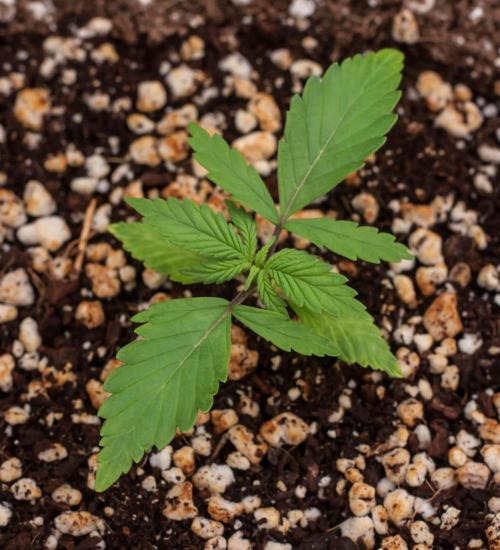 Pineapple Sunrise Auto by Ganjafarmer. Week 2