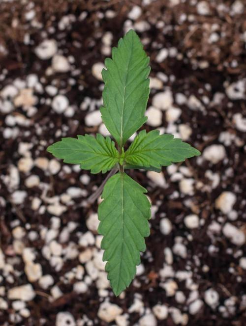 Papaya Cookies from Fastbuds. Week 1