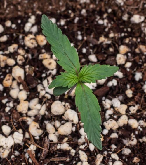 Strawberry Gorilla from Fastbuds. Week 1