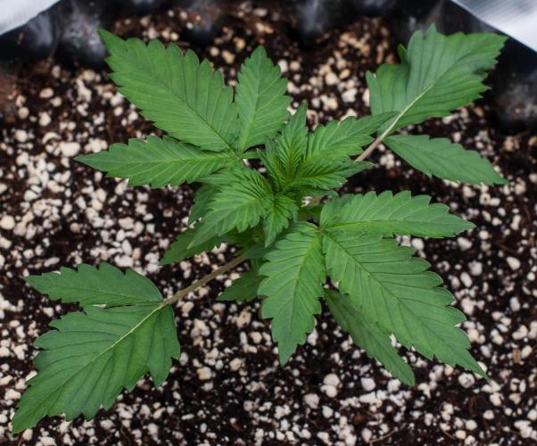 Papaya Cookies from Fastbuds. Week 2