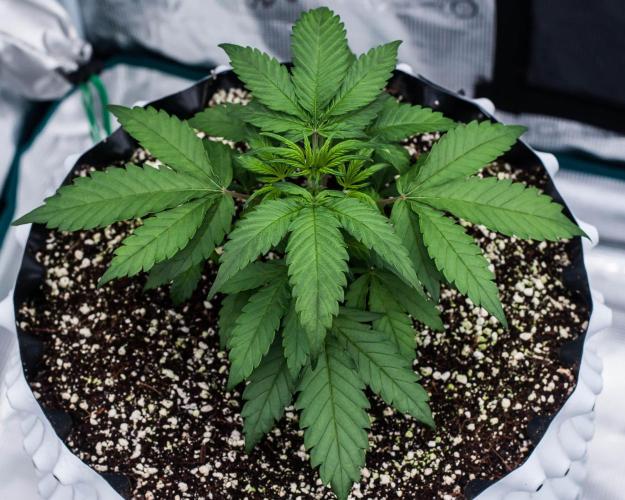 🥊 Banana Purple Punch Auto (Fastbuds). Week 3