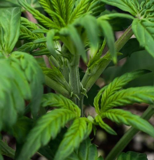 🥊 Banana Purple Punch Auto (Fastbuds). Week 3