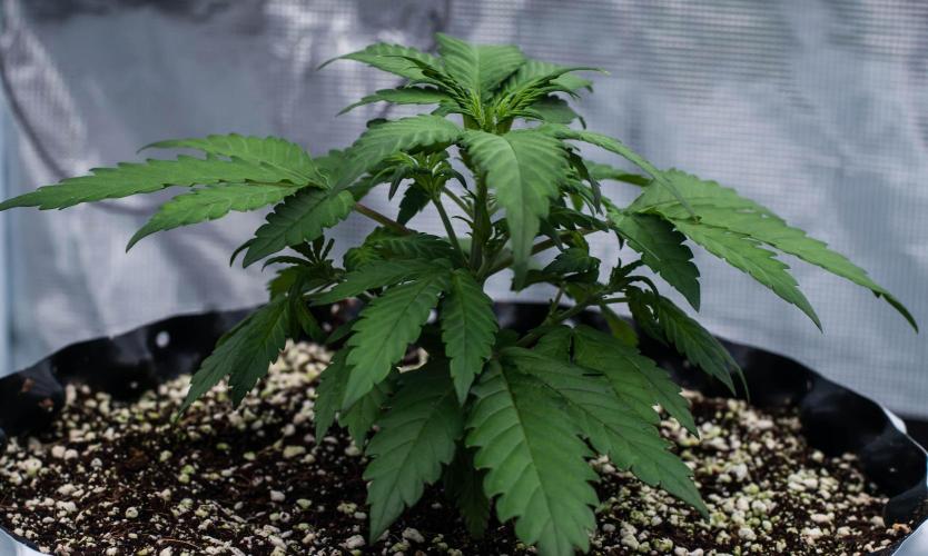 🥊 Banana Purple Punch Auto (Fastbuds). Week 3