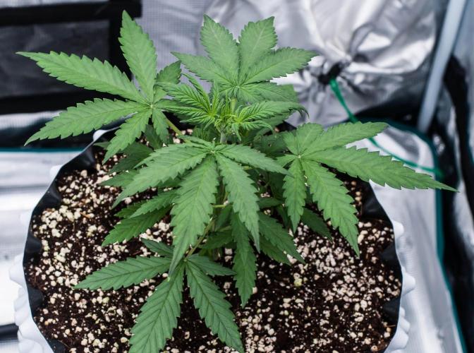 😈 Dark Devil Auto (Sweet Seeds). Week 3