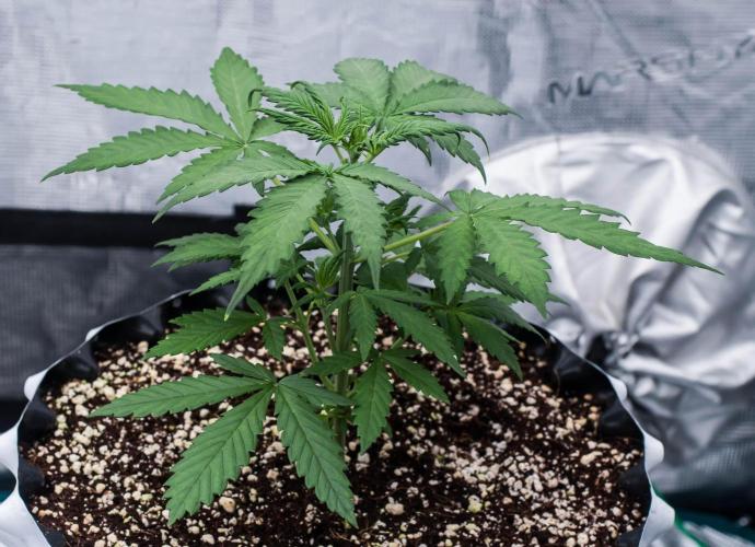 😈 Dark Devil Auto (Sweet Seeds). Week 3