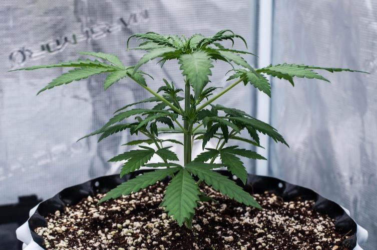 😈 Dark Devil Auto (Sweet Seeds). Week 3