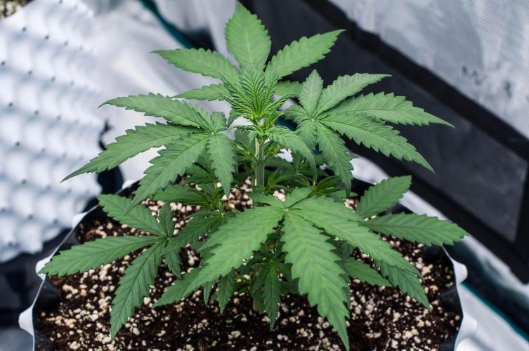 😈 Dark Devil Auto (Sweet Seeds). Week 3