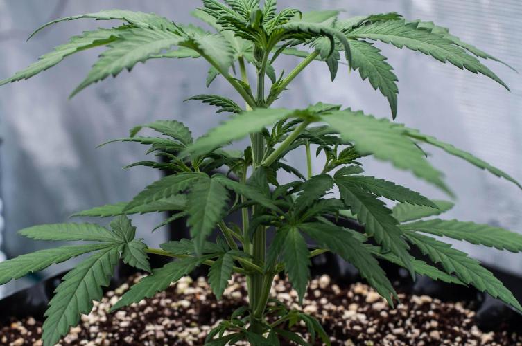 😈 Dark Devil Auto (Sweet Seeds). Week 3