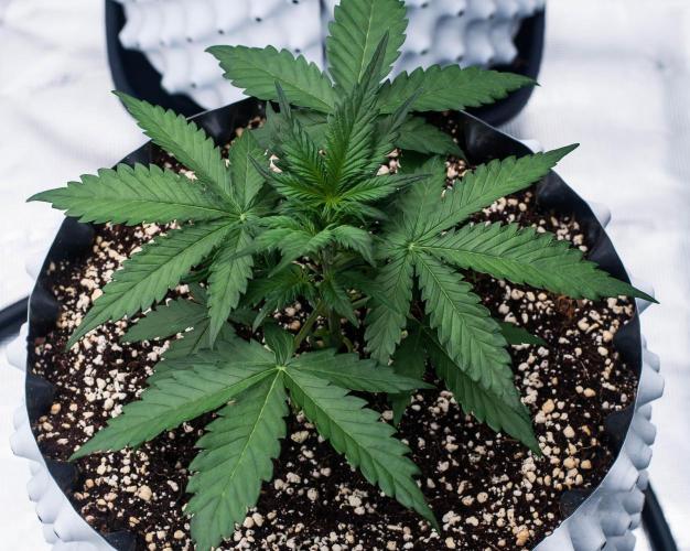 Jet Fuel Gelato Auto by Ganjafarmer. Week 3