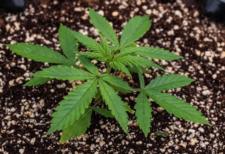 Pineapple Sunrise Auto by Ganjafarmer. Week 3