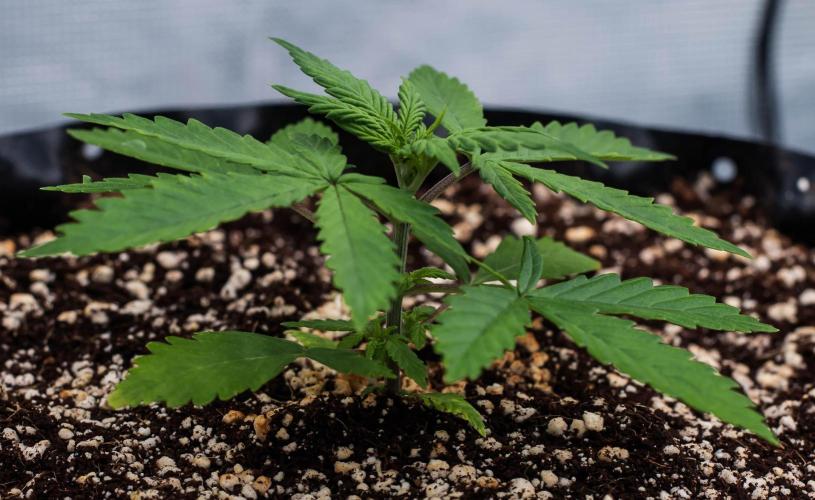 Pineapple Sunrise Auto by Ganjafarmer. Week 3