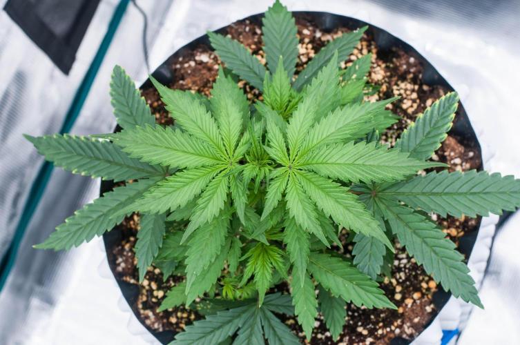 Pineapple Sunrise Auto by Ganjafarmer. Week 4