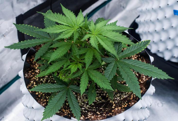 Pineapple Sunrise Auto by Ganjafarmer. Week 4