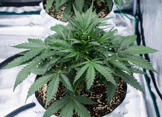 Jet Fuel Gelato Auto by Ganjafarmer. Week 4