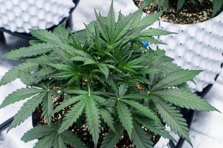 Jet Fuel Gelato Auto by Ganjafarmer. Week 4