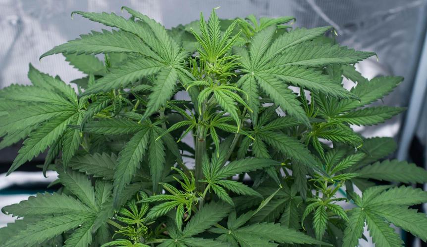 😈 Dark Devil Auto (Sweet Seeds). Week 4
