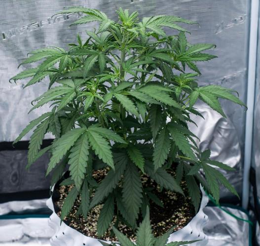 😈 Dark Devil Auto (Sweet Seeds). Week 4