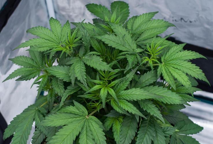 🥊 Banana Purple Punch Auto (Fastbuds). Week 4