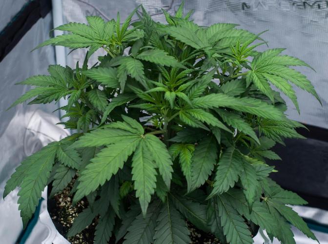 🥊 Banana Purple Punch Auto (Fastbuds). Week 4