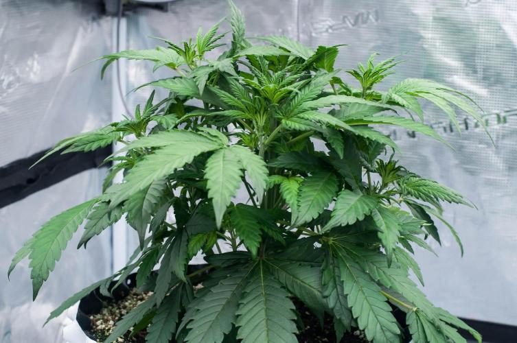 🥊 Banana Purple Punch Auto (Fastbuds). Week 4