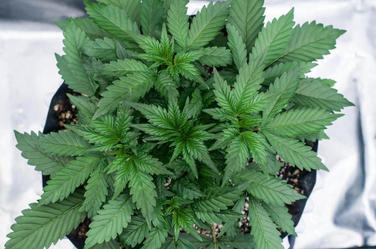 Papaya Cookies from Fastbuds. Week 3