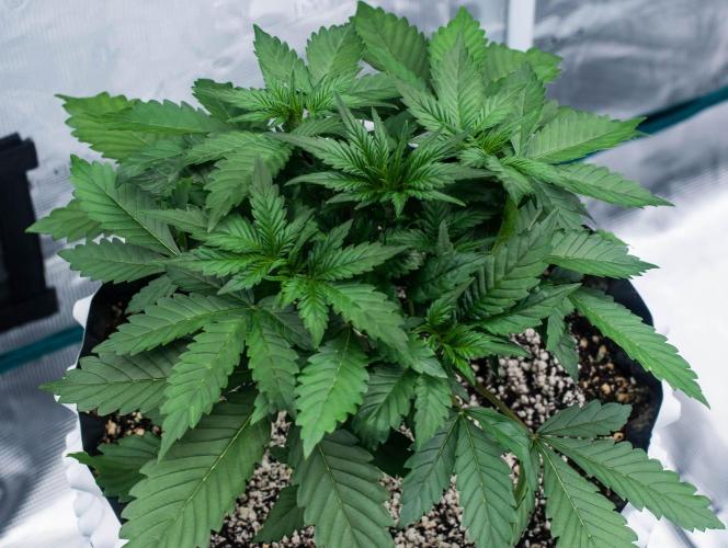 Papaya Cookies from Fastbuds. Week 3