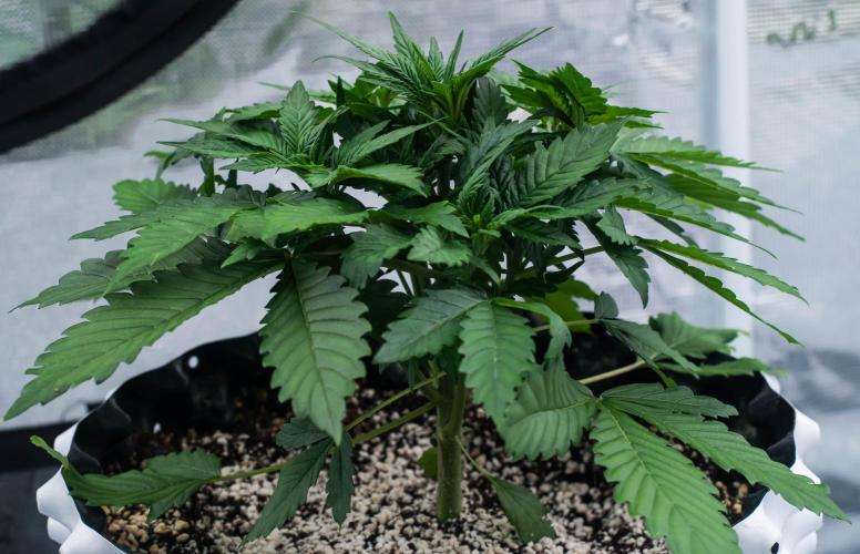 Grow Tent 240x120x200cm (8'x4'x6.5'). Week 3