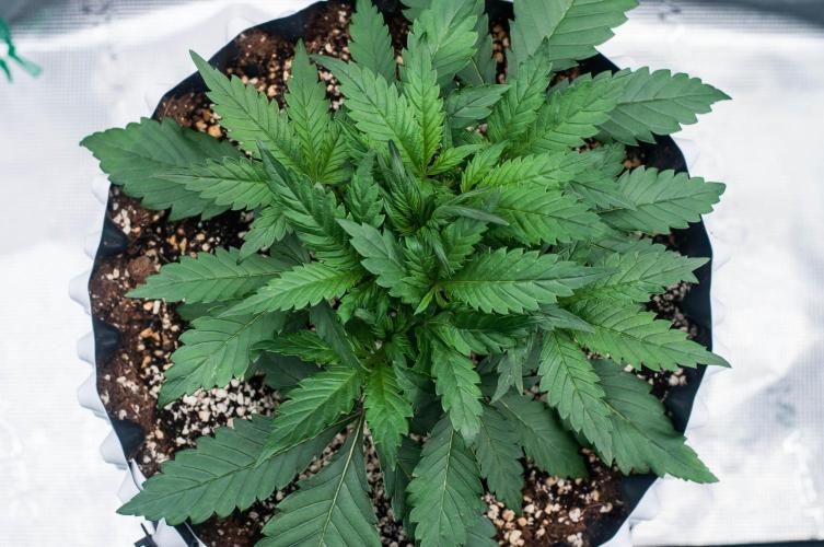 Strawberry Gorilla from Fastbuds. Week 3