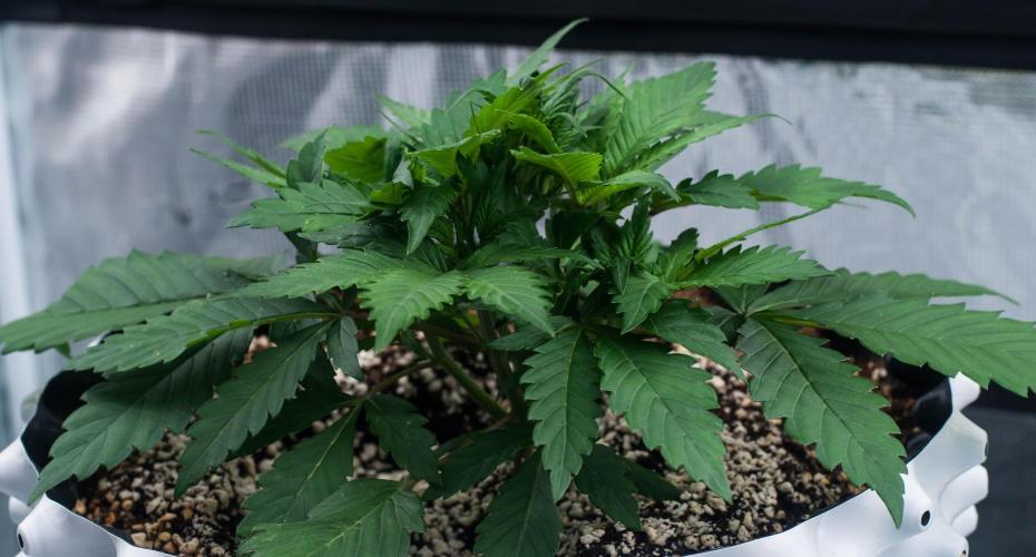 Strawberry Gorilla Auto. Week 3