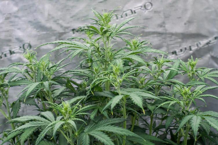 😈 Dark Devil Auto (Sweet Seeds). Week 5